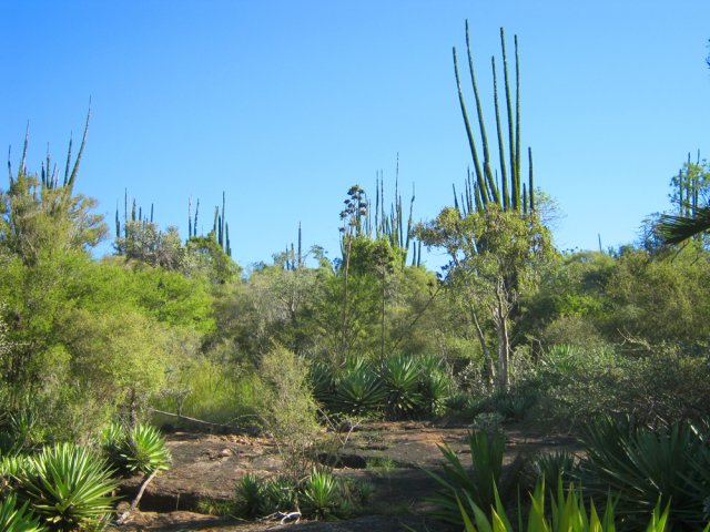 Balade en hors sentier à travers les cactées
