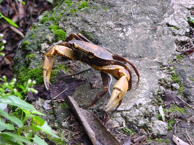 Quelques crabes vivent au calme près de l'eau