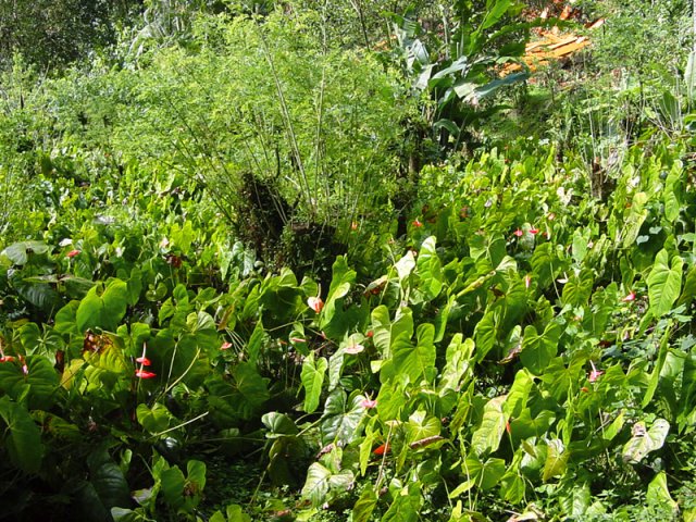 Beaucoup de fleurs près de la pépinière