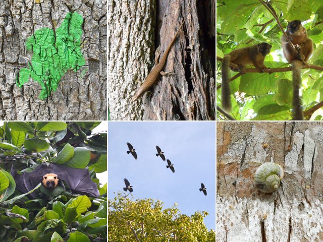 La faune typique des bords de sentiers