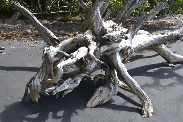 La plage offre sont lot de natures mortes
