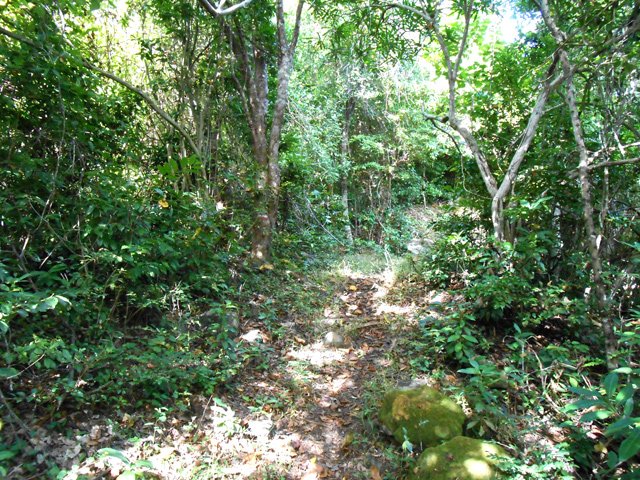 Le sentier en sous-bois ne permet pas de vues sur la mer