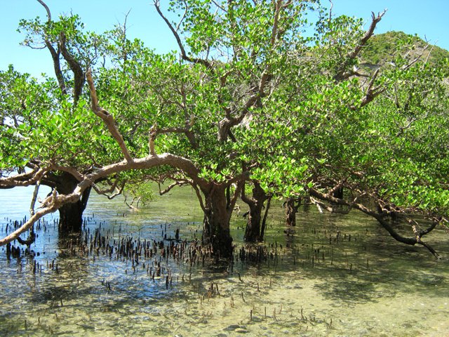 Une minuscule mangrove débute une colonisation des plages de Moya