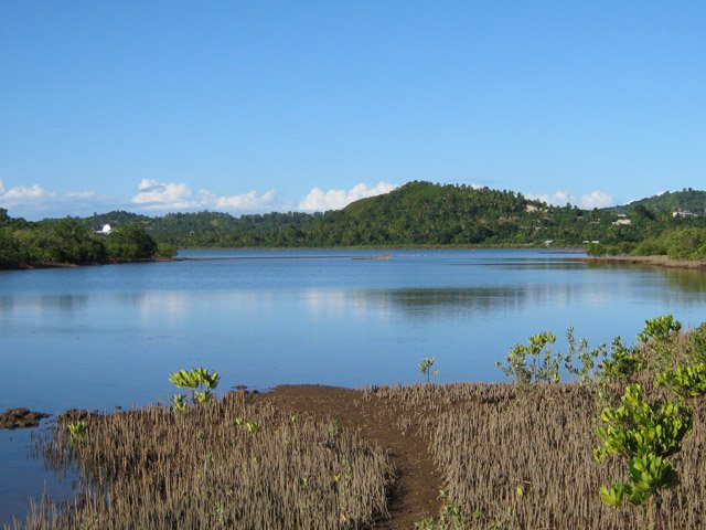 On marche entre les très jeunes palétuviers