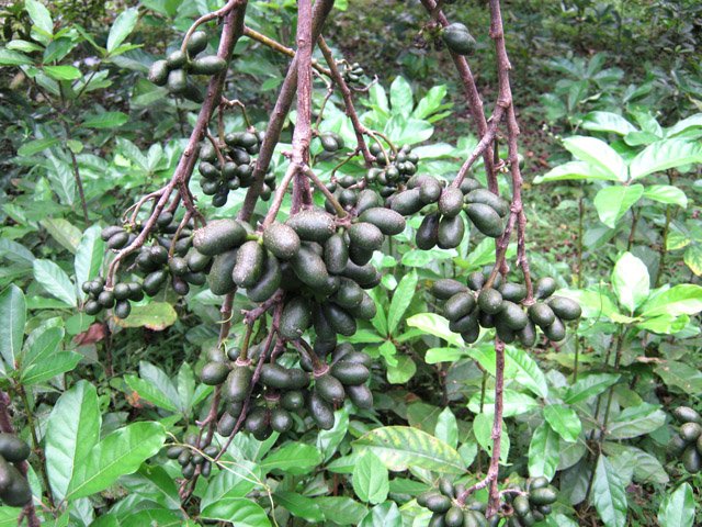 Le fruit qu'on retrouve à la même saison que la fleur