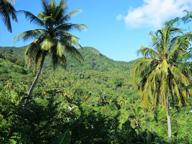 Une idée de la végétation. En arrière, le Mont Hachiroungou