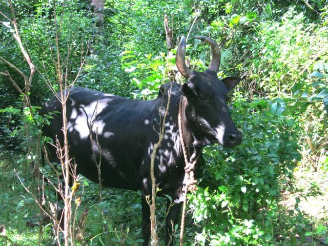 Des vaches attachées partout sur le trajet