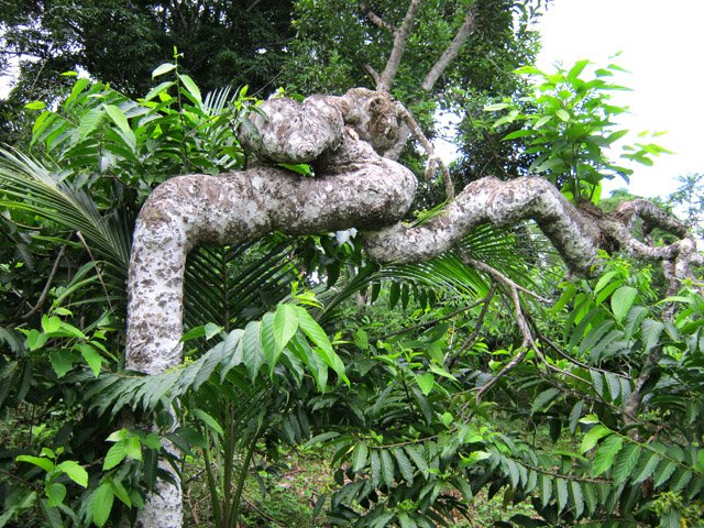 Un bon aperçu de la domestication de l'arbre