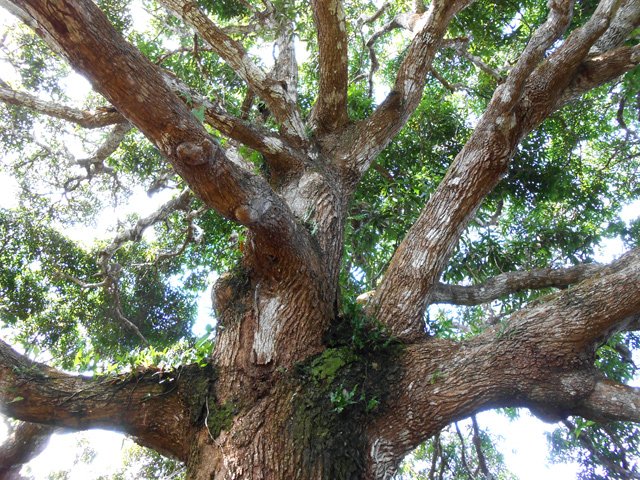 Un énorme manguier sur le bord de la piste