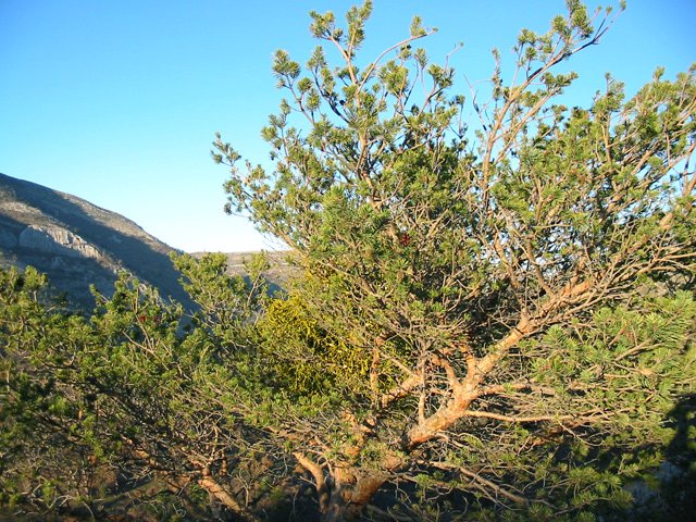 La végétation est assez rase excepté quelques pins