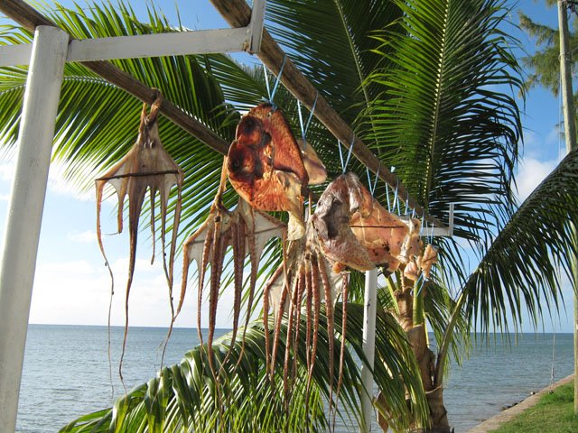 Les poulpes (zourites) qui sêchent au soleil