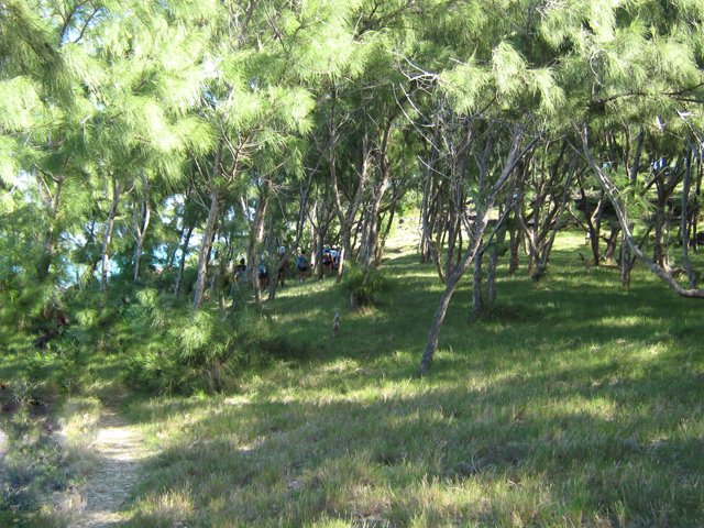 La fin de la randonnée passe sous les filaos