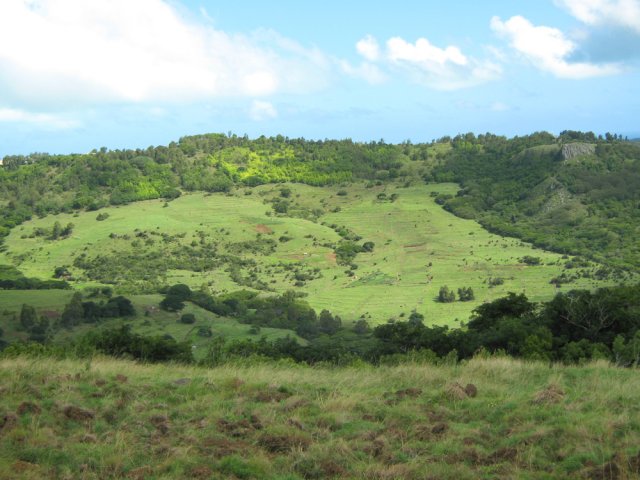 Cultures et vastes pâturages sans troupeaux