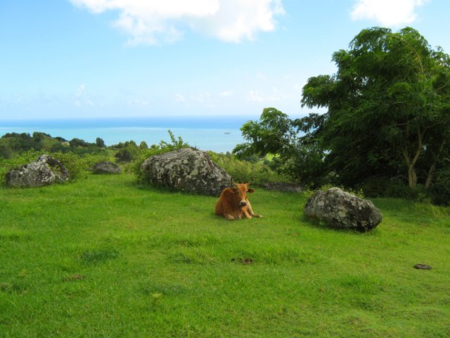 Prairie avec vue sur la mer