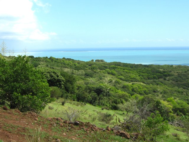 Une idée de la végétation poussant sur les collines