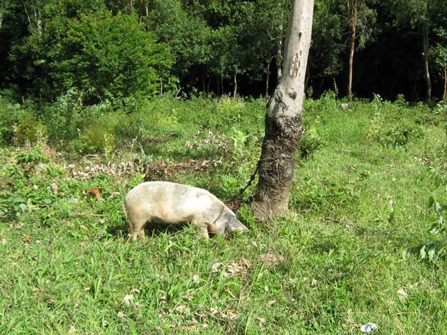Une idée de l'élevage de porcs bio