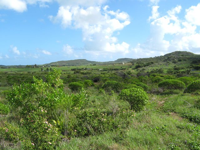 Les nouvelles plantations du projet de reboisement