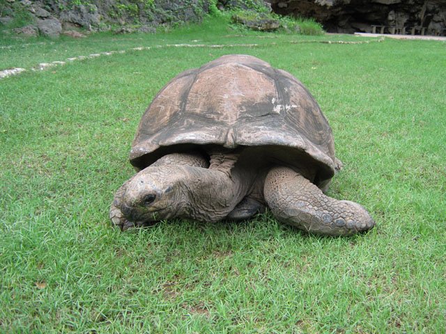 Une tortue centenaire, paisible dans la prairie du fond du canyon