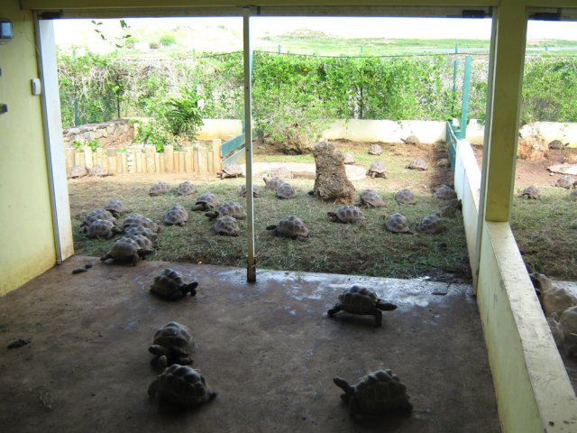 Important élevage de tortues