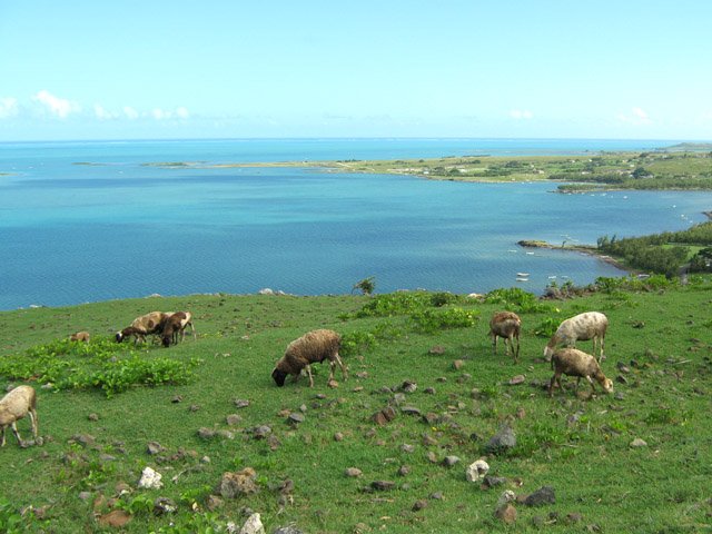 Bientôt arrivés à Parc à Tortue
