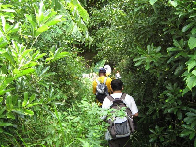 Un passage dans une nature luxuriante