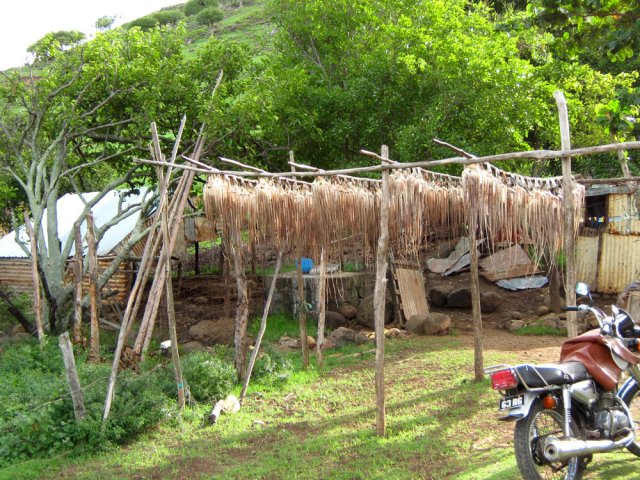 Les poulpes au séchage