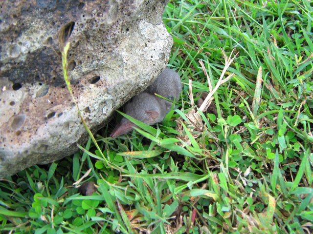 La faune sauvage est très pauvre