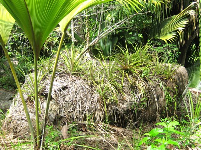 Les ananas poussent même sur les rochers