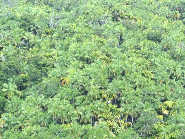 Une vue d'ensemble de la forêt où les palmiers dominent largement