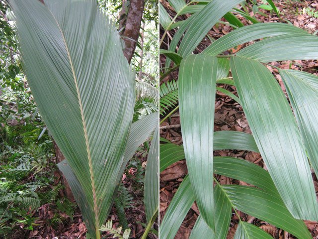Deux palmiers endémiques des Seychelles