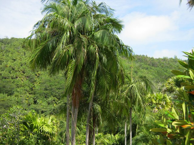 Les palmiers sont partout