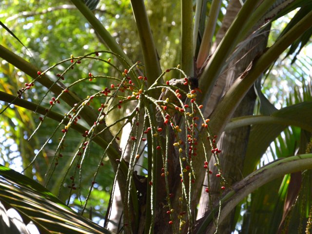Un merle casse une bonne croûte avec les graines de palmier