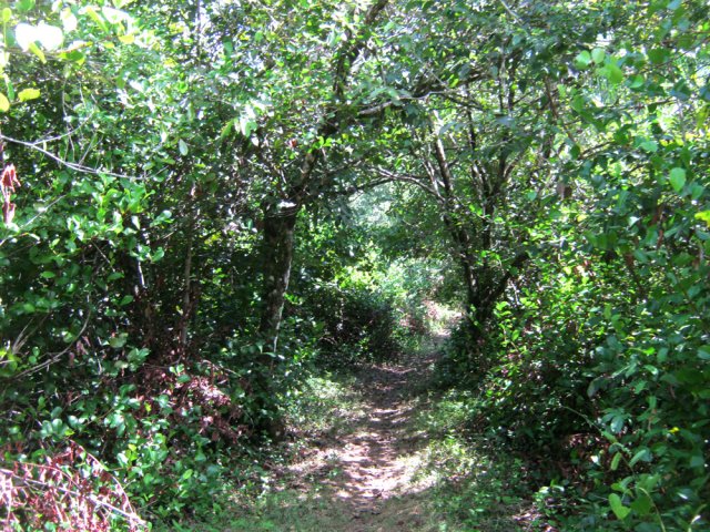 Heureusement, certaines portions sont ombragées