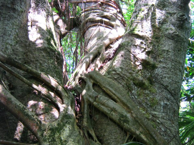 Plusieurs figuiers étrangleurs dura,t le trajet