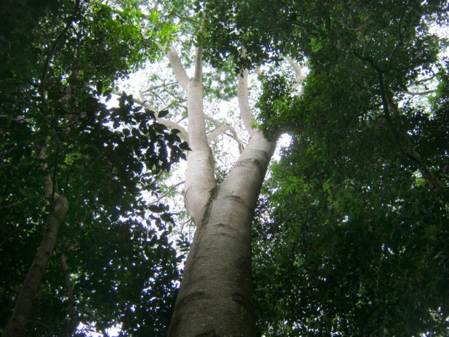 Quelques grands arbres avant d'arriver en ville