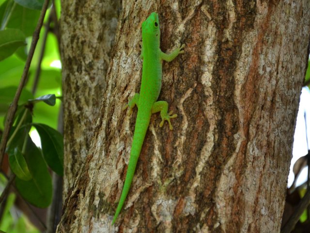 Un lézard attend tranquillement l'insecte