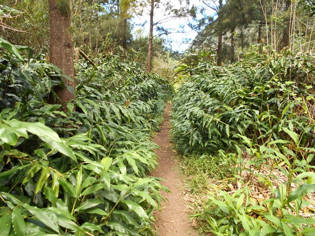 Les longoses au départ laissent le sentier encore très praticable