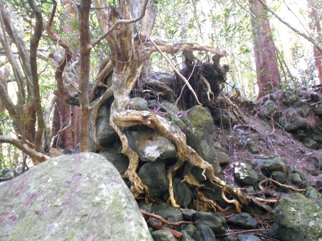 Belles racines vers la Ravine du Bras des Chevrettes