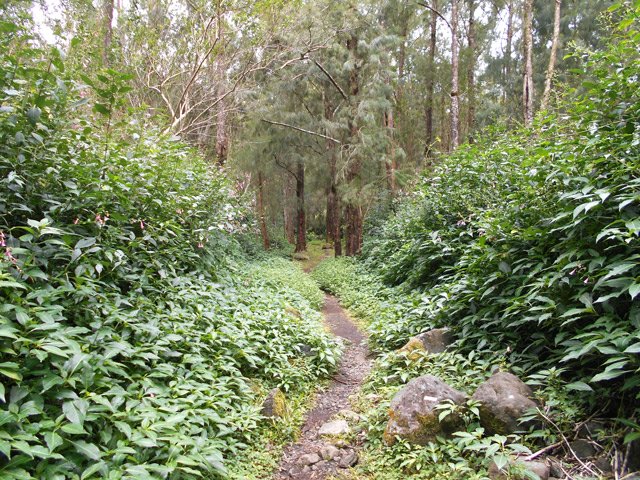 Partie un peu plus touffue avant d'arriver sous les filaos