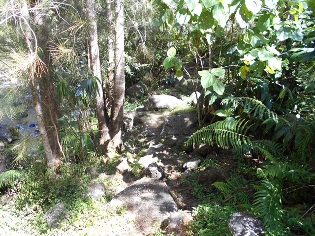 Passage étroit entre filaos et bois d'ortie