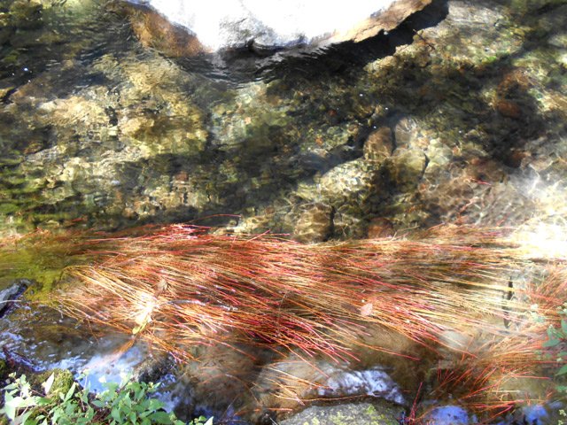 Longues racines rouges de filaos avec des truites autour