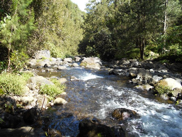 La Ravine des Sept Bras entourée de filaos
