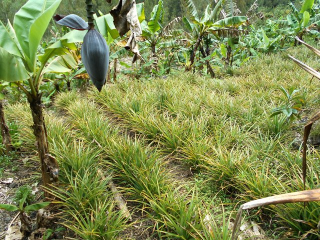 Une plantation d'ananas avant d'arriver à l'arche naturelle