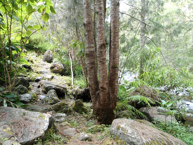 Filaos et cailloux à deux pas de la Ravine des Sept Bras