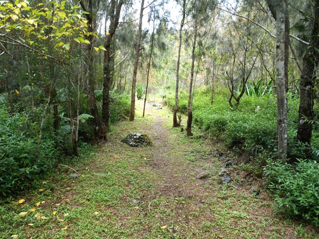 Large cheminement dans les jouvences bien tondues