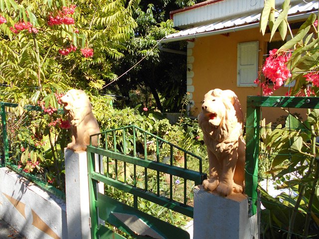 Deux lions inofensifs au début du trajet