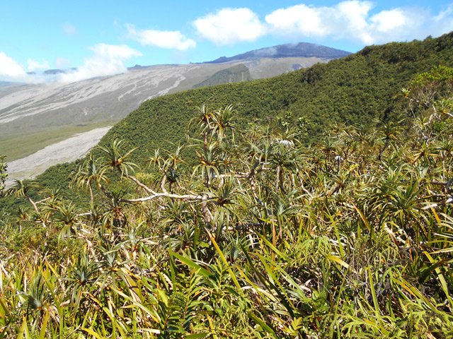 La Fournaise et le Piton ce Crac apparaissent au fur et à mesure de la grimpette