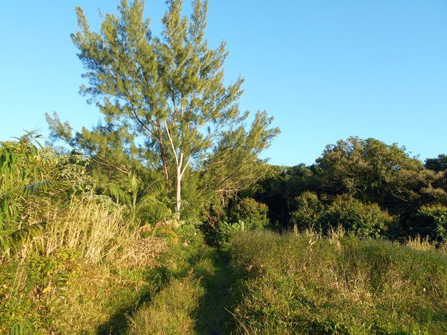 On longe une longue piste près des cannes et cultures