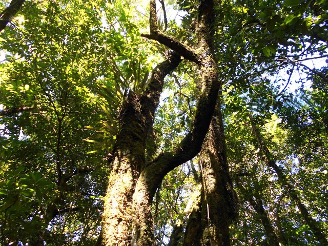 Quelques grands bois de couleurs dans cette magnifique forêt