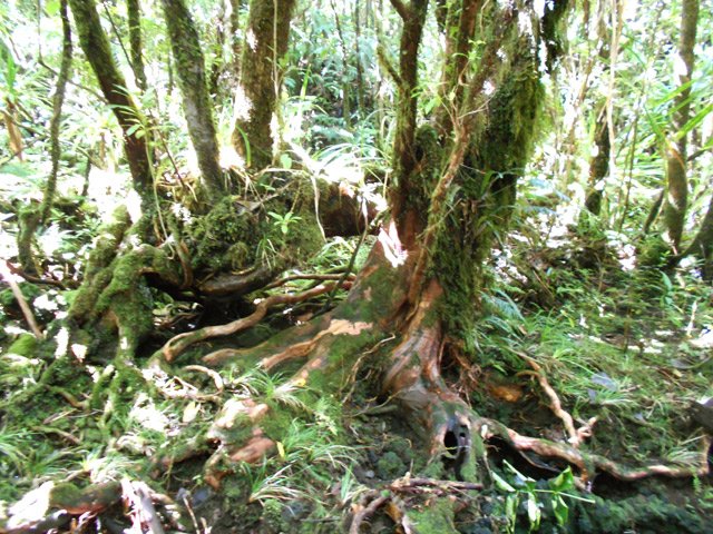 Plusieurs occasions de photographier de belles racines